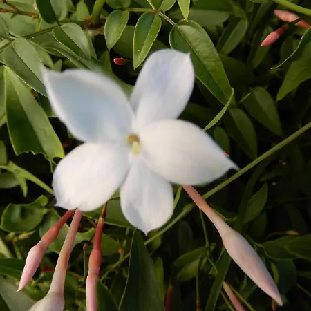 Jasmine Guest