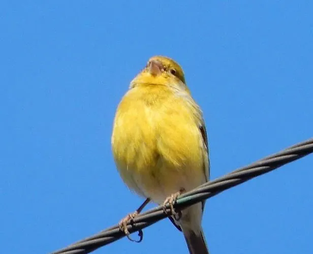 Jasmine Guest Accommodatie bij particulieren *