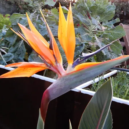 Privatunterkunft Jasmine Guest