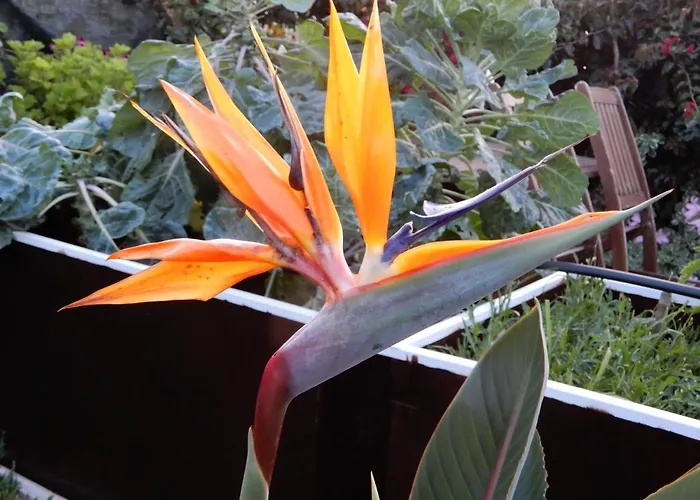 Privatunterkunft Jasmine Guest